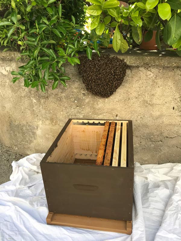 Un essaim dans un village sur un muret récupéré par un apiculteur dans une ruche